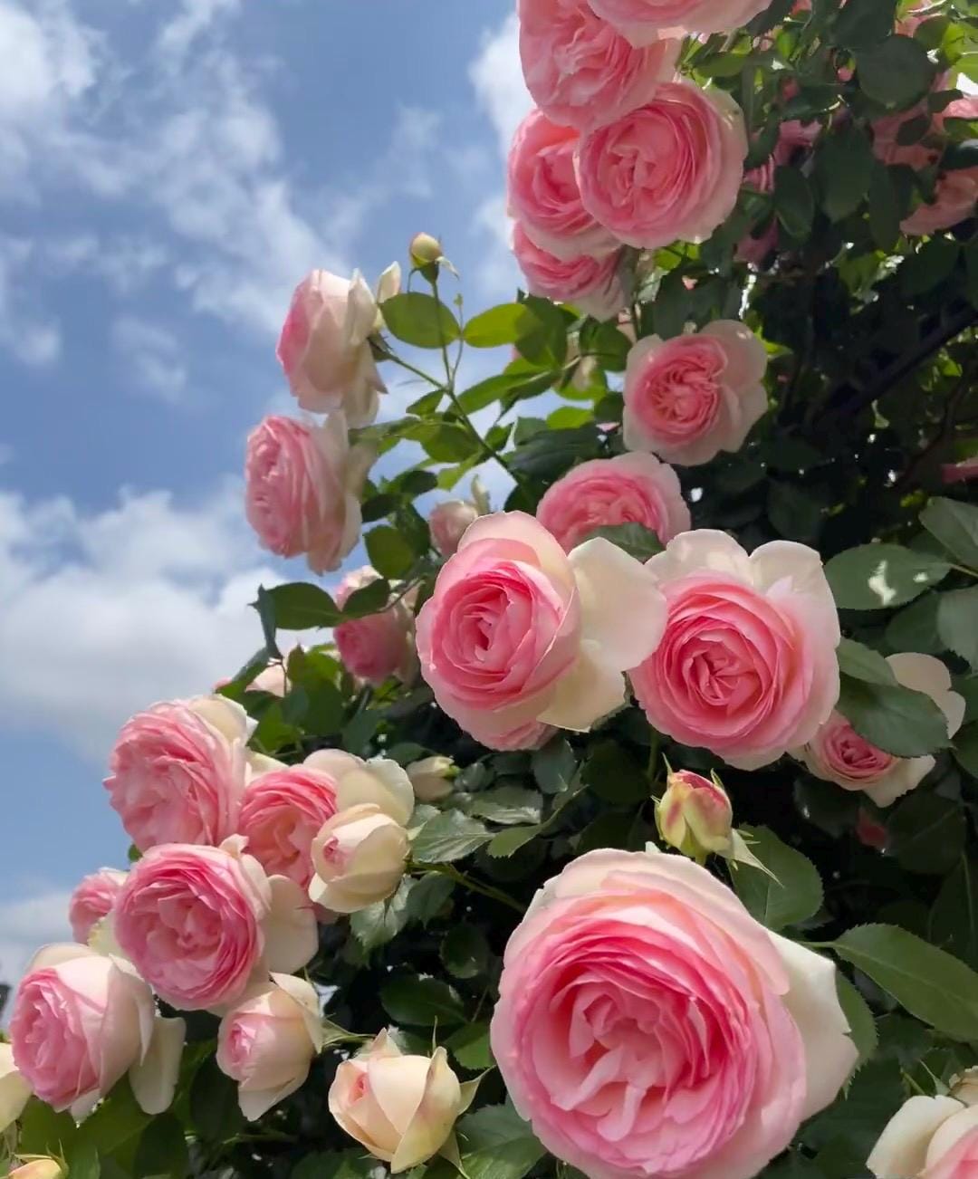 ♡Rose rose♡ Pink Roses (18) in Pearl MS - Chapman's Florist, Inc