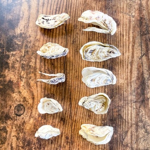 Peut inclure: Dix coquilles d'huîtres blanches avec des marques brunes et noires disposées verticalement sur une surface en bois.
