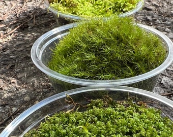 4 pack live moss assortment / includes sphagnum
