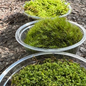 Terrarium Moss Live Moss Fresh From the Appalachian Mountains 