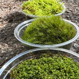 5 pack live moss assortment ~ apple moss