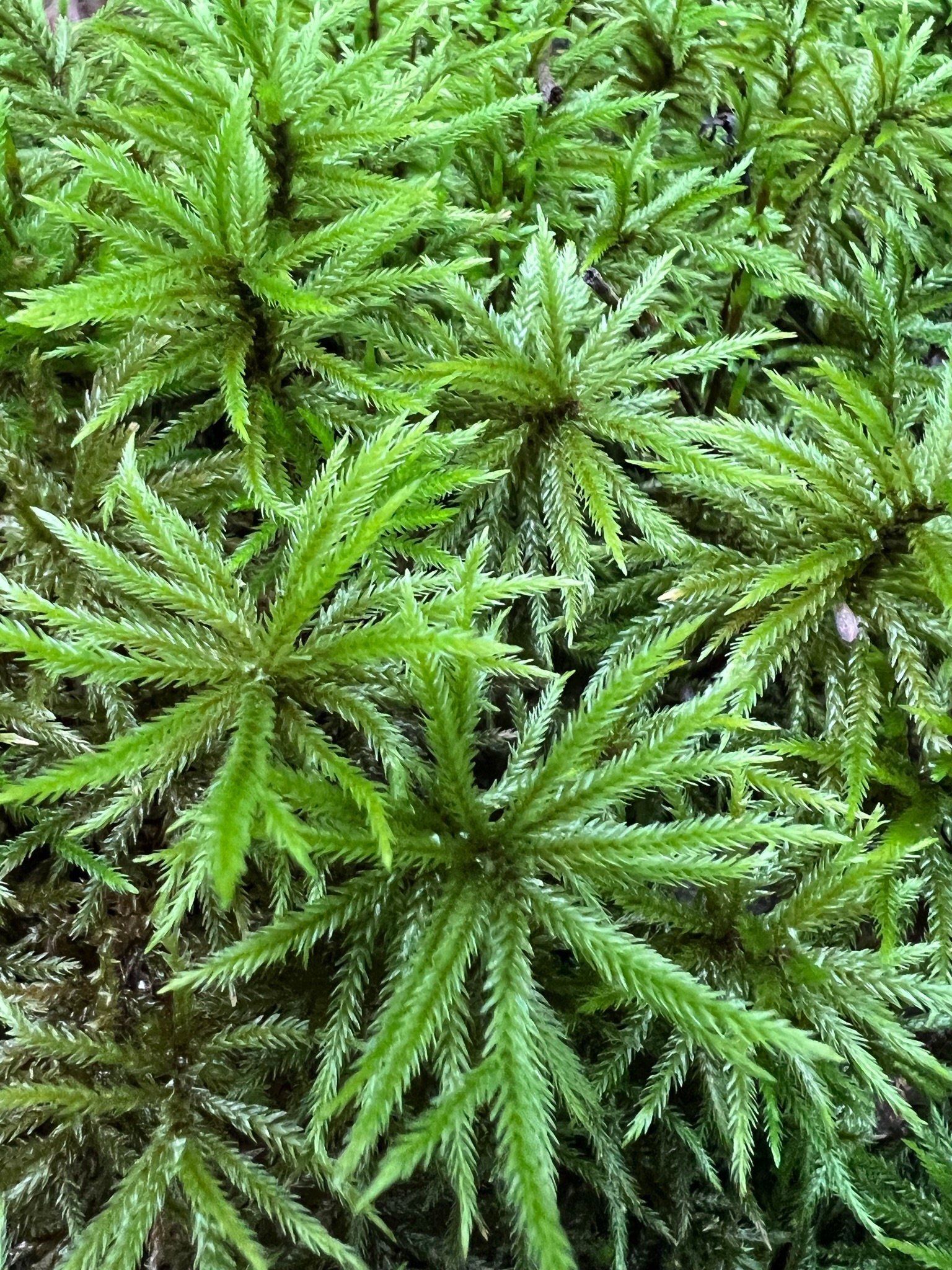 American Tree Moss Etsy