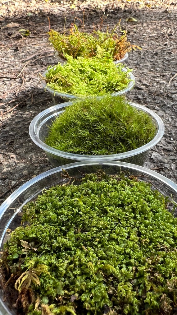 4 Pack Live Moss Assortment 