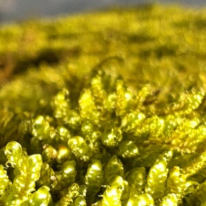 Brocade Moss 4 pack / Live Sheet Moss