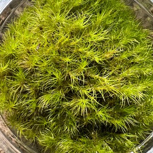 May include: A close-up of a glass bowl filled with a vibrant green moss. The moss is lush and appears to be freshly harvested.