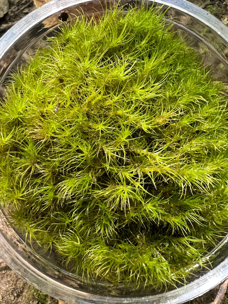 May include: A close-up of a glass bowl filled with a vibrant green moss. The moss is lush and appears to be freshly harvested.