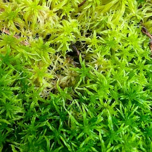 Puede incluir: Primer plano de un parche de musgo verde con una variedad de color verde m&aacute;s claro en la esquina superior izquierda.