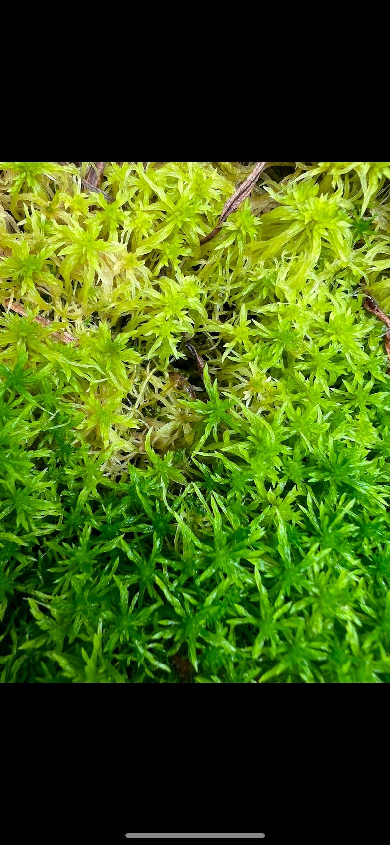 Puede incluir: Primer plano de un parche de musgo verde con una variedad de color verde m&aacute;s claro en la esquina superior izquierda.