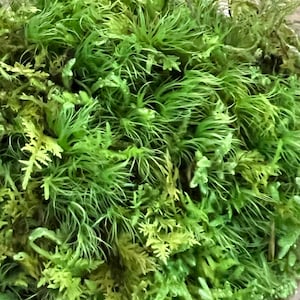 Mystery Mixed Moss