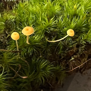 4 pack Mood Moss