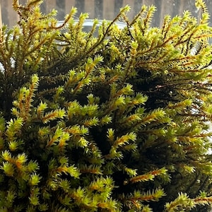 Spike Moss
