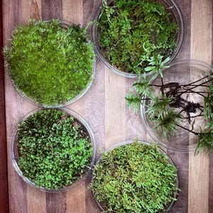5 Pack live moss assortment with Tree Moss
