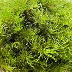 May include: A close-up of a bunch of bright green moss, filling a clear glass bowl.