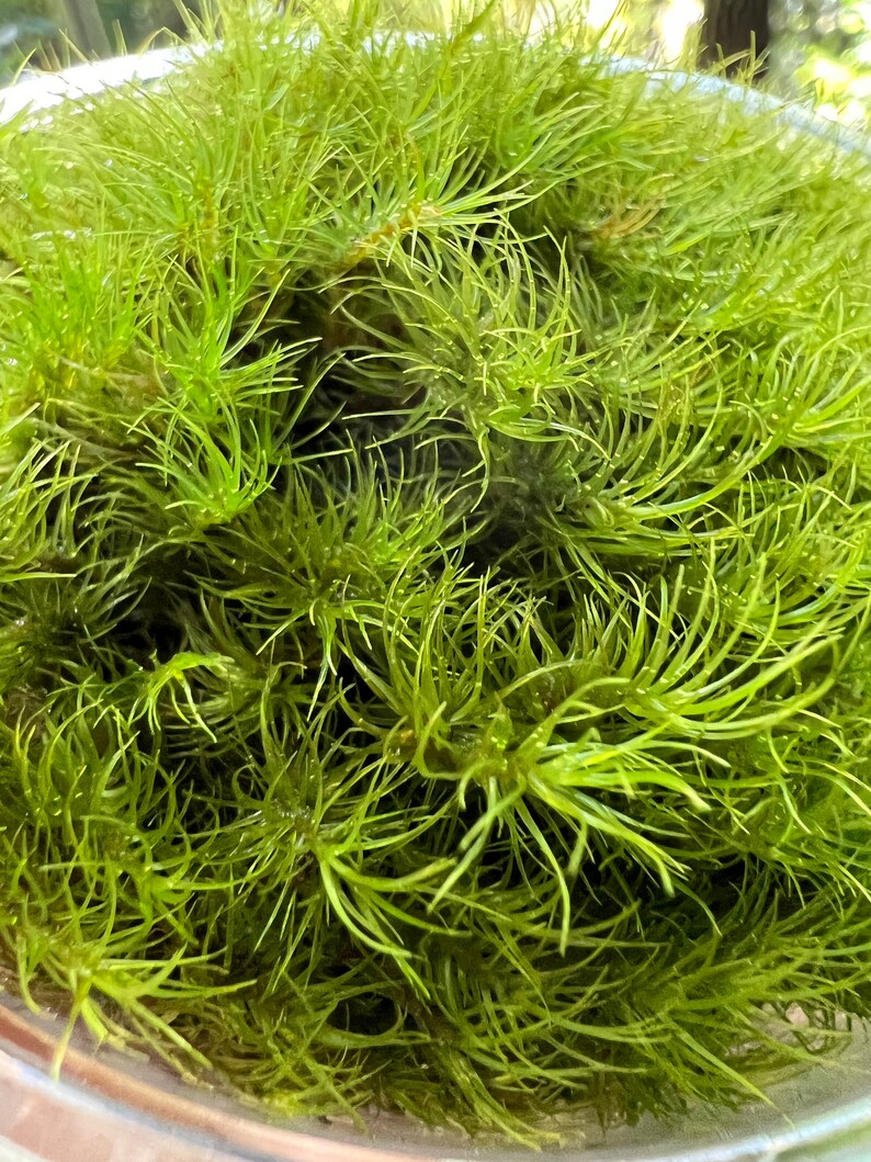 May include: A close-up of a bunch of bright green moss, filling a clear glass bowl.