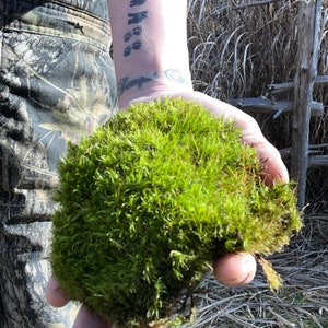 May include: A hand holding a clump of vibrant green moss. The moss is soft and fluffy, with a natural, earthy texture.