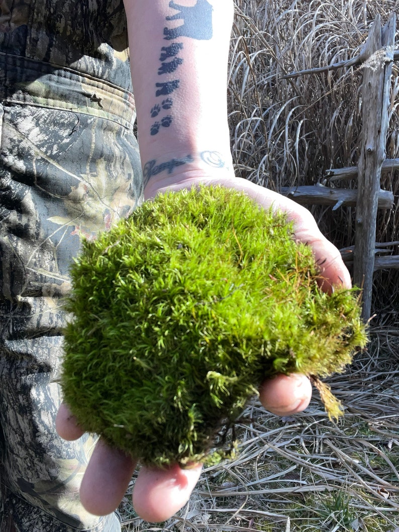 May include: A hand holding a clump of vibrant green moss. The moss is soft and fluffy, with a natural, earthy texture.
