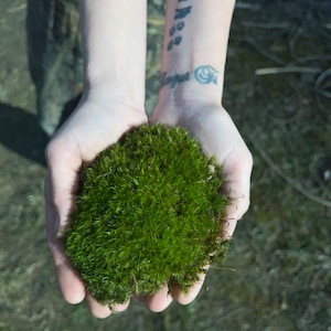 May include: A person's hands holding a clump of vibrant green moss.