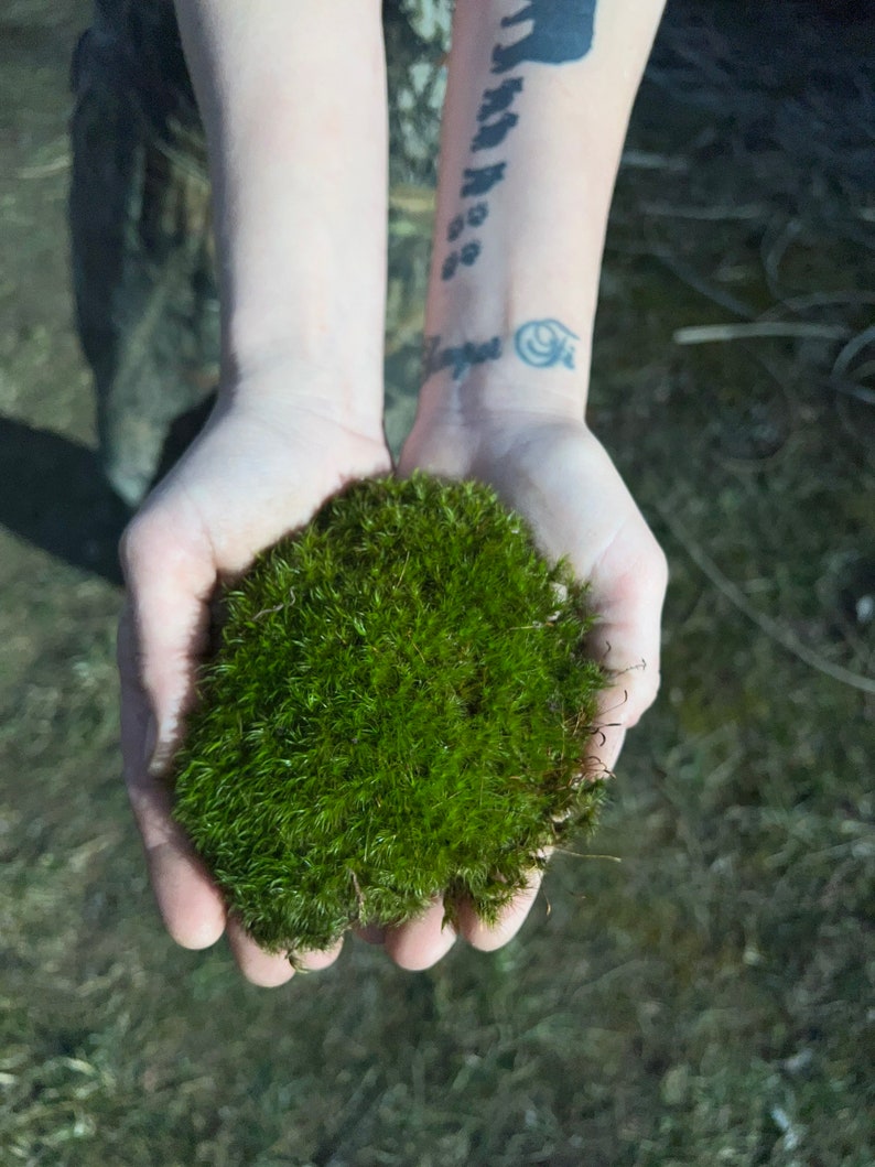 May include: A person's hands holding a clump of vibrant green moss.