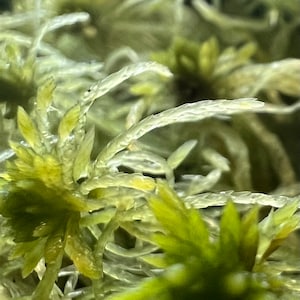 Puede incluir: Primer plano de una planta de musgo verde con hebras largas, delgadas y transl&uacute;cidas. El musgo tiene una textura suave y plumosa.