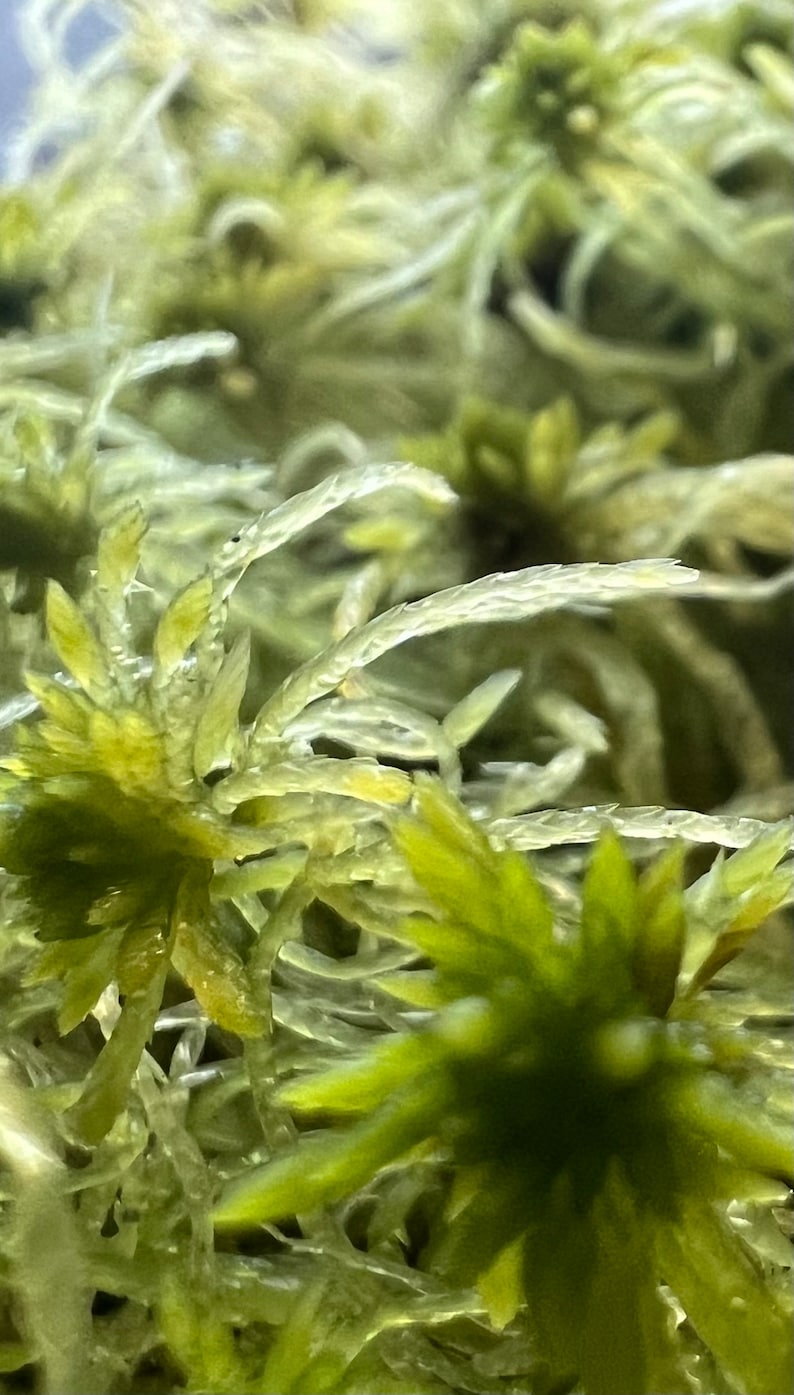 Puede incluir: Primer plano de una planta de musgo verde con hebras largas, delgadas y transl&uacute;cidas. El musgo tiene una textura suave y plumosa.