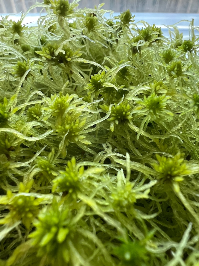 Puede incluir: Primer plano de un parche de musgo verde con una textura suave y plumosa. El musgo est&aacute; creciendo en un contenedor y tiene un color verde vibrante.