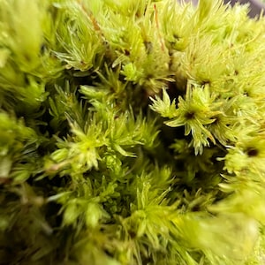 Twisted or Star Moss ~ Tortula Ruralis