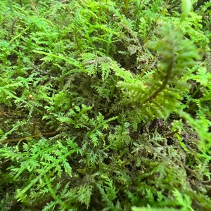 Delicate Fern Moss ~ Thuidium delicatulum