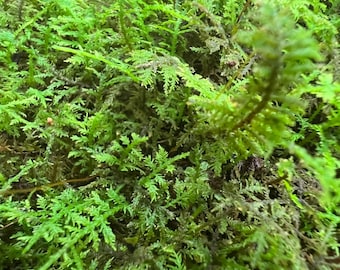 Delicate Fern Moss ~ Thuidium delicatulum