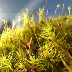 Rare Apple Moss