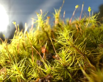 Rare Apple Moss