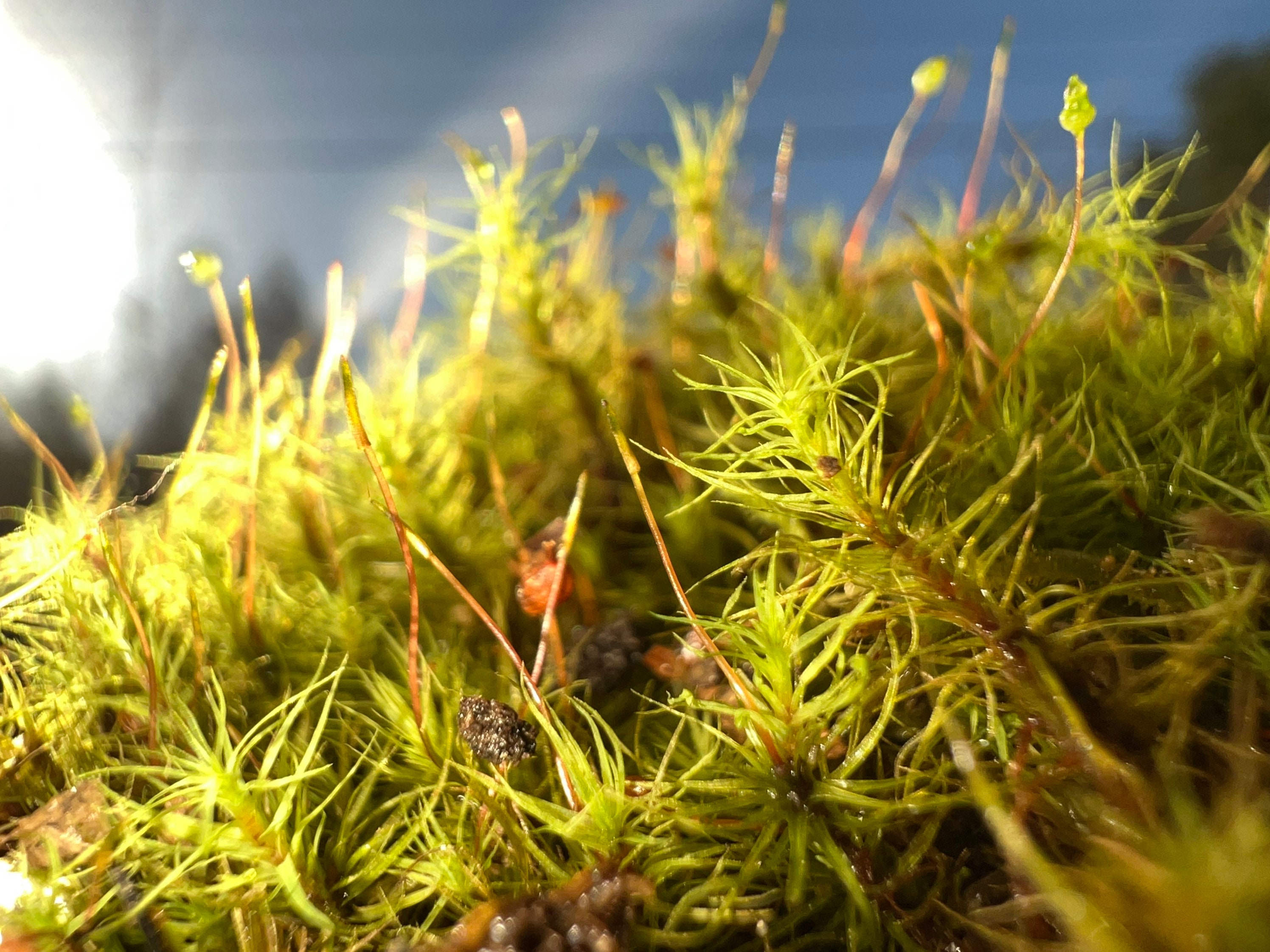 Live Moss Sampler, 8 Varieties of Terrarium Moss 
