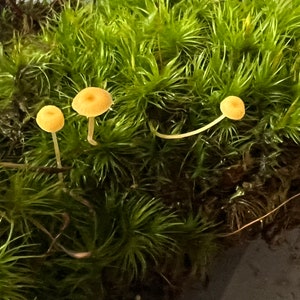 Mood Moss