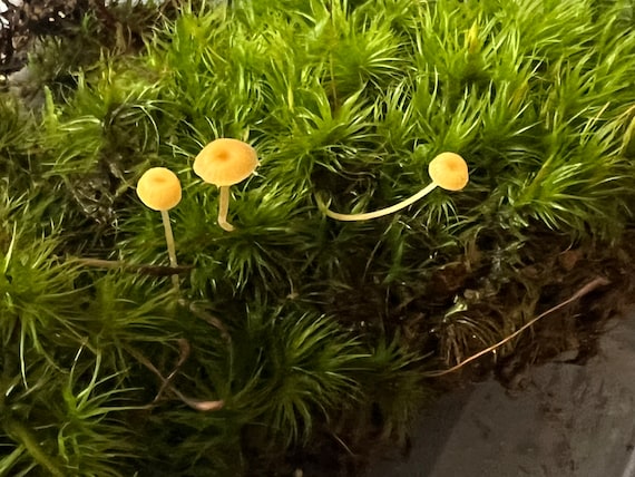 Mood Moss