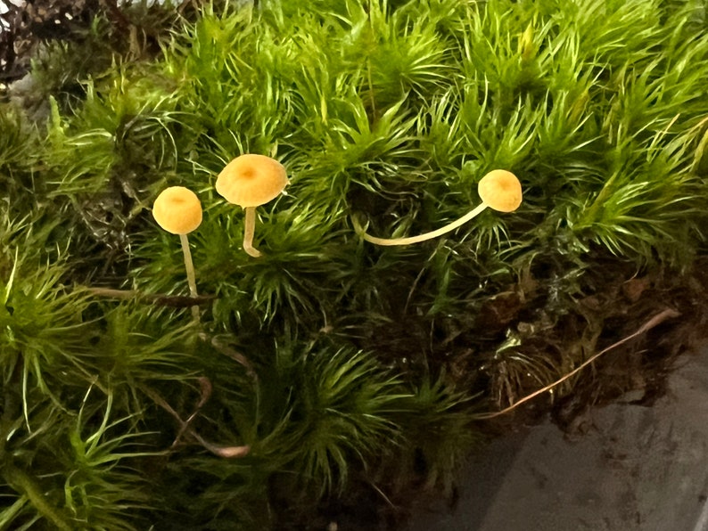 May include: Three small, pale yellow mushrooms growing in a bed of green moss.
