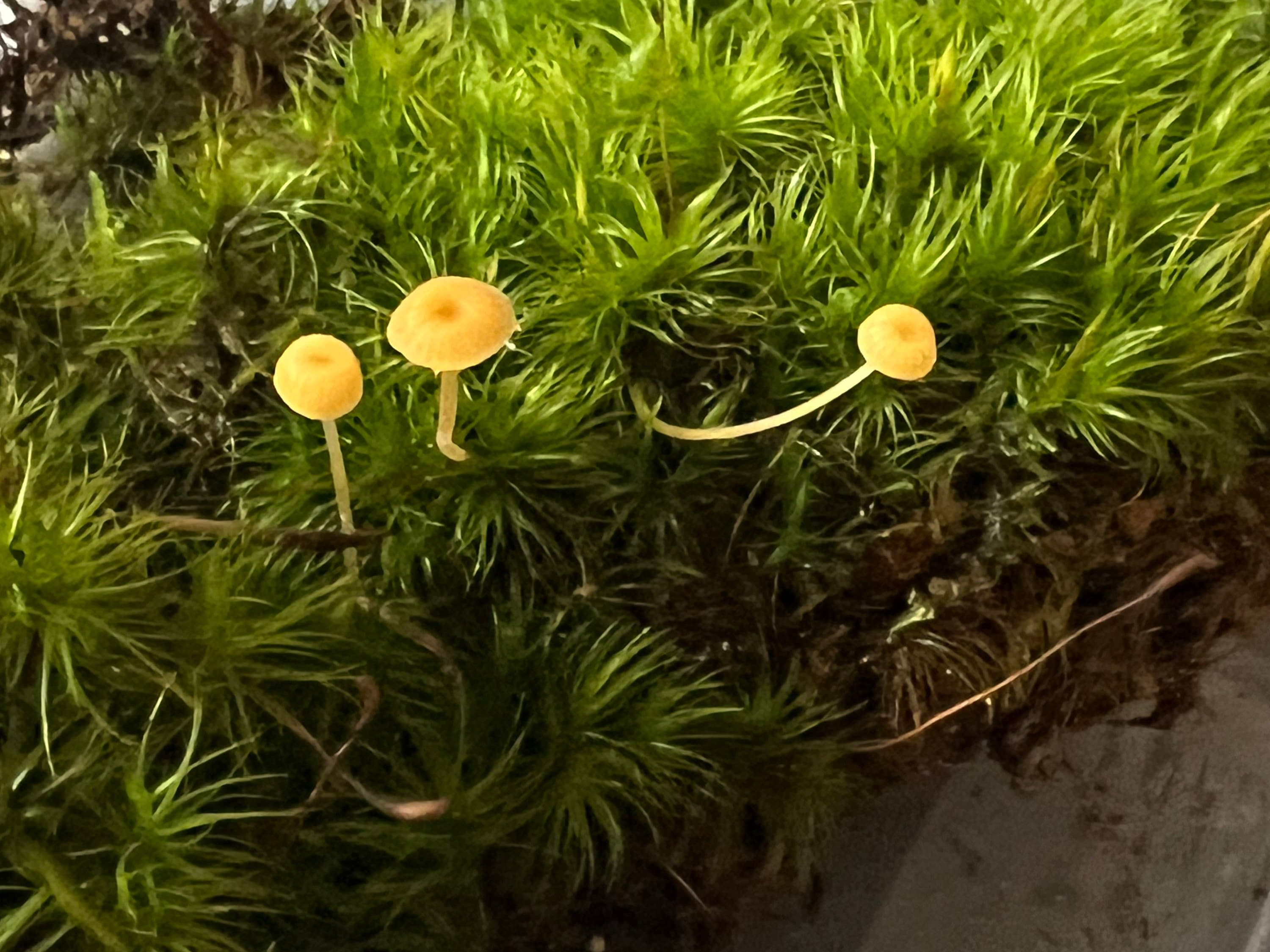 Mood Moss