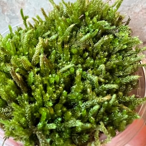 Silver Moss Silvery Bryum image 2