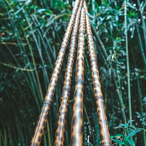 Stunning Golden Goddess Bamboo Poles - Naturally Beautiful, Flame-Treated  Four (4) five foot poles