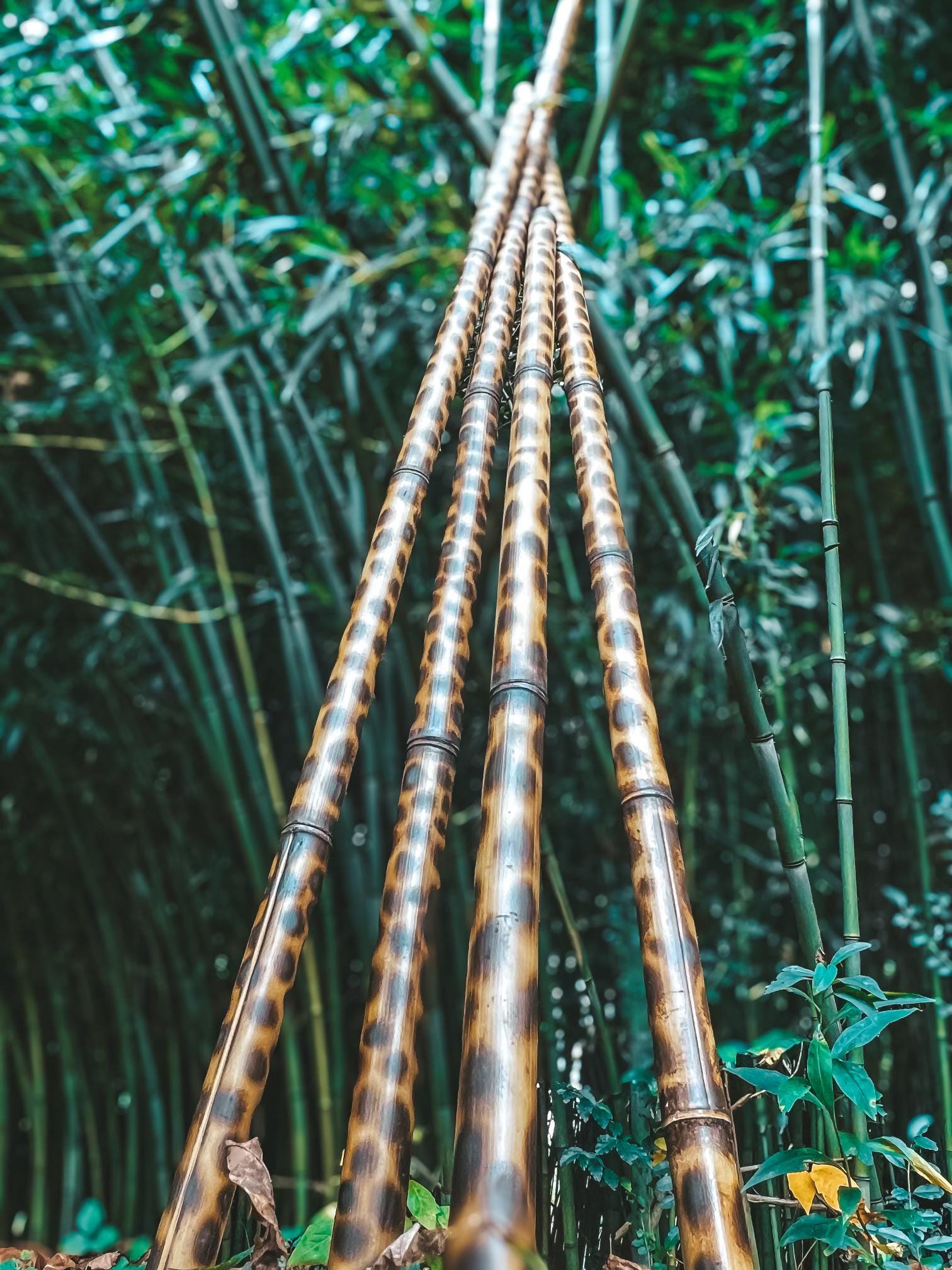 Stunning Golden Goddess Bamboo Poles - Naturally Beautiful, Flame-Treated Four (4) approx Six foot poles