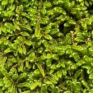 Brocade Moss / Live Sheet Moss
