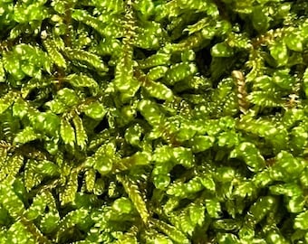 Brocade Moss / Live Sheet Moss