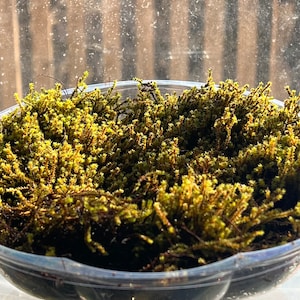 Spike Moss 18 Oz. Dish