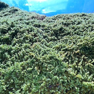 Brocade & Frog/Mood Moss paquete de 2 musgo vivo