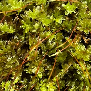 Woodsy Thyme Moss
