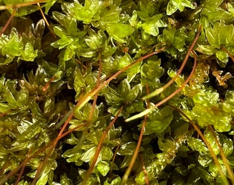 Woodsy Thyme Moss