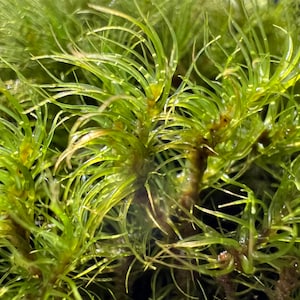 May include: Close-up of a vibrant green moss with long, thin strands. The moss has a delicate, feathery texture and appears to be growing in a dense cluster.