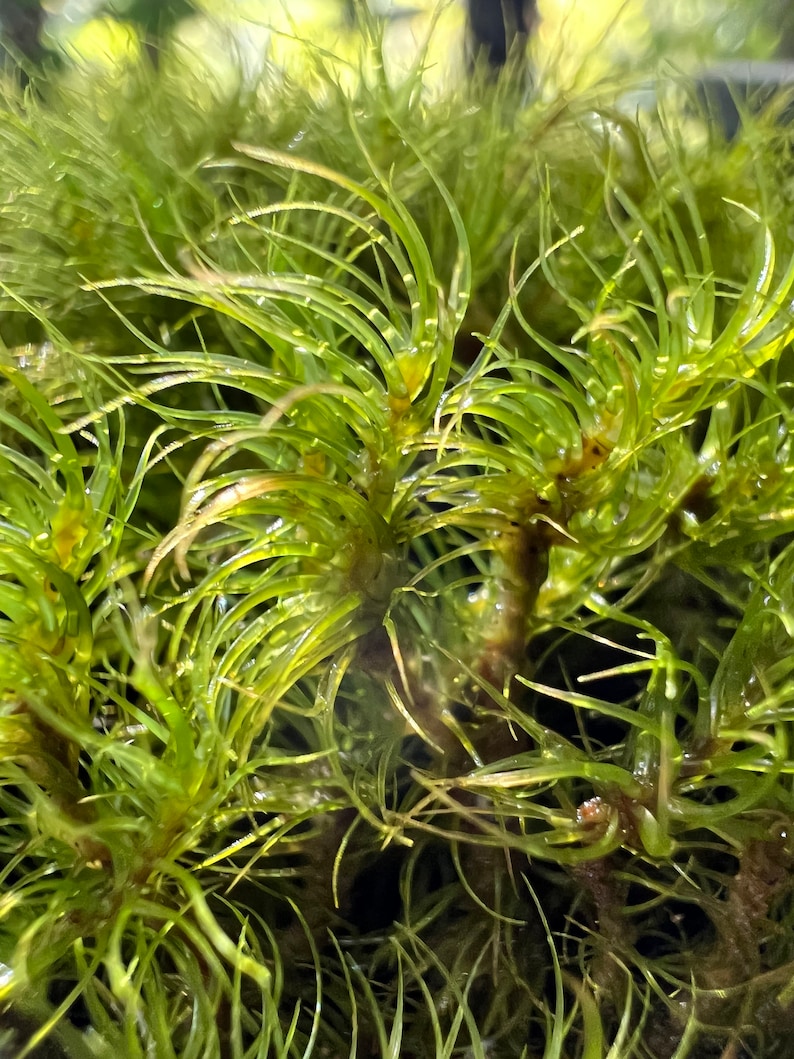 May include: Close-up of a vibrant green moss with long, thin strands. The moss has a delicate, feathery texture and appears to be growing in a dense cluster.