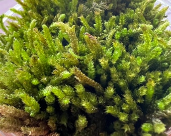 Zilvermos ~ Zilverachtige Bryum