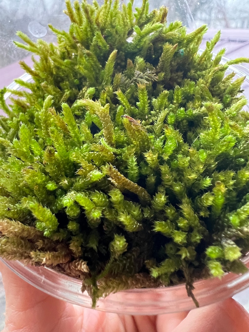 Silver Moss Silvery Bryum image 1