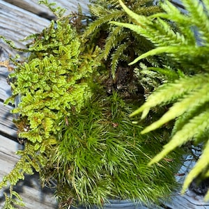 5 Mini Moss Assortment Dome