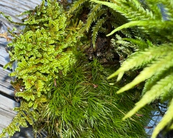 5 Mini Moss Assortment Dome